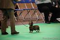 Crufts2011_2 417